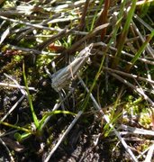 Lyngheinebbmott (Crambus ericella)