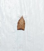 Chequered Fruit-tree Tortrix (Pandemis corylana)