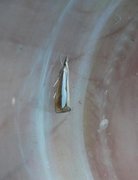 Pearl-band Grass Veneer (Catoptria margaritella)