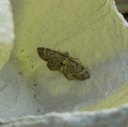 Green Pug (Pasiphila rectangulata)