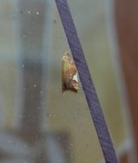 Rød flatvikler (Acleris holmiana)