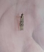 Apple Groundling (Gelechia rhombella)