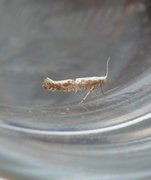 Cherry Fruit Moth (Argyresthia pruniella)