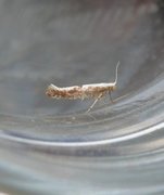 Kirsebærmøll (Argyresthia pruniella)