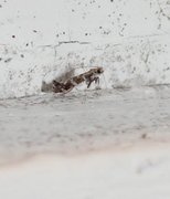 Lilac Leafminer (Gracillaria syringella)