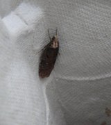 Large Purple Flat-body (Agonopterix liturosa)