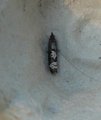 Bjørkekveldvikler (Epinotia trigonella)