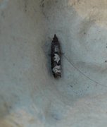 White-blotch Bell (Epinotia trigonella)