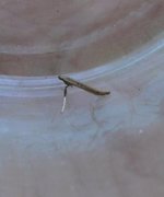Pale Red Slender (Caloptilia elongella)