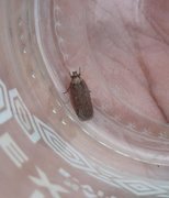 Pignut Flat-body (Depressaria pulcherrimella)