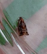 Variegated Golden Tortrix (Archips xylosteana)