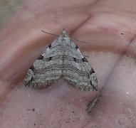 Treble-bar (Aplocera plagiata)