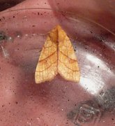 Orange Sallow (Tiliacea citrago)