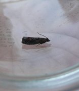 Dark Aspen Bell (Epinotia maculana)