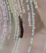 Variable Smudge (Ypsolopha ustella)