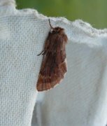 Plumed Prominent (Ptilophora plumigera)