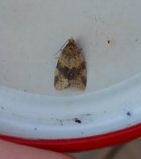 Brown-barred Tortrix (Epagoge grotiana)