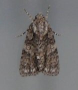 Broket kveldfly (Acronicta auricoma)