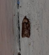 Granflatvikler (Acleris abietana)