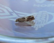 Birch Bell (Epinotia demarniana)