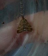 Straw-barred Pearl (Pyrausta despicata)