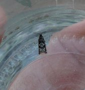 Common Birch Bell (Epinotia immundana)