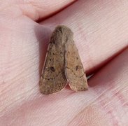 Lite seljefly (Orthosia cruda)