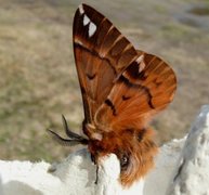 Vårspinner (Endromis versicolora)