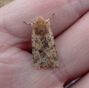 Dotted Chestnut (Conistra rubiginea)