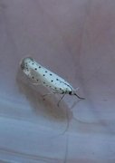Orchard Ermine (Yponomeuta padella)