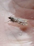 Large Grey (Scoparia subfusca)
