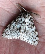 Black Arches (Lymantria monacha)