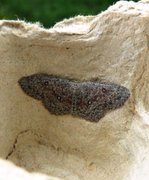 Seljeløvmåler (Cyclophora pendularia)