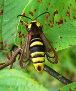Hornet Moth (Sesia apiformis)
