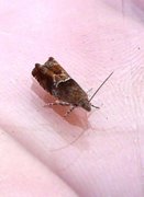 Nut Bud Moth (Epinotia tenerana)