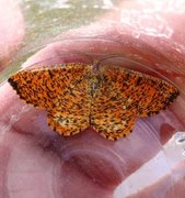 Orange Moth (Angerona prunaria)