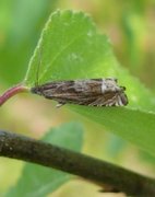 Mørk gullrisengvikler (Eucosma aspidiscana)