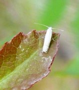 Ospeminérmøll (Phyllocnistis labyrinthella)