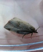 Large Ivy Tortrix (Lozotaenia forsterana)