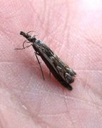 Hook-tipped Grass-veneer (Platytes alpinella)