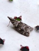 Small Grey (Eudonia mercurella)