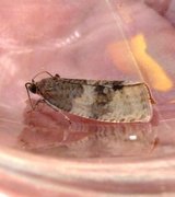 Great Marble (Pseudosciaphila branderiana)