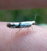 Netted Argent (Argyresthia retinella)