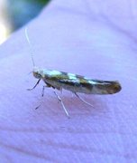 Sallow Argent (Argyresthia pygmaeella)