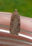 Brown Flat-body (Depressaria badiella)