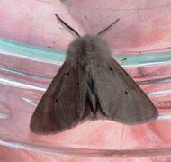 Muslin Moth (Diaphora mendica)