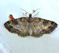 Small Seraphim (Pterapherapteryx sexalata)