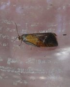 Brindled Tortrix (Ptycholoma lecheana)