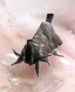 Small Chocolate-tip (Clostera pigra)