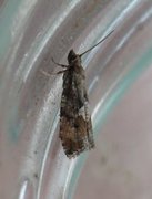 Spruce Bud Moth (Zeiraphera ratzeburgiana)